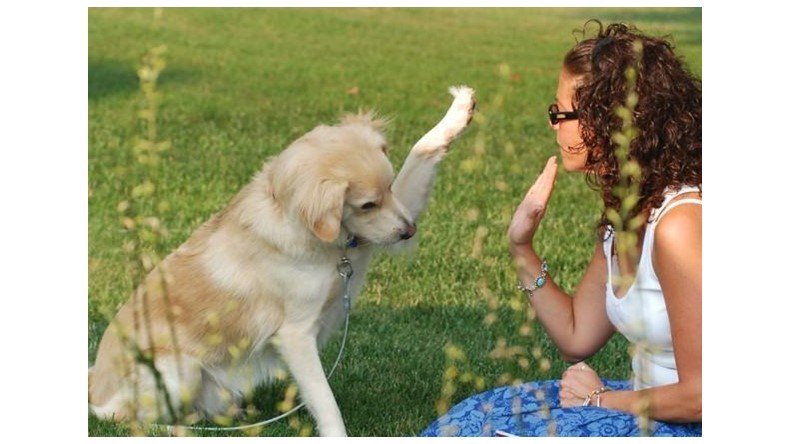 Escola para Cães - Adestramento Funciona? Escola para Cães - Adestramento Vale a Pena mesmo?