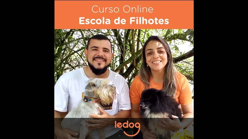 Escola de Filhotes Funciona? Escola de Filhotes Dá Resultado?