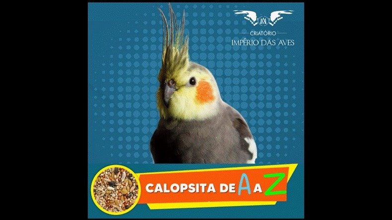 Calopsita de A a Z Funciona? Calopsita de A a Z Dá Resultado?